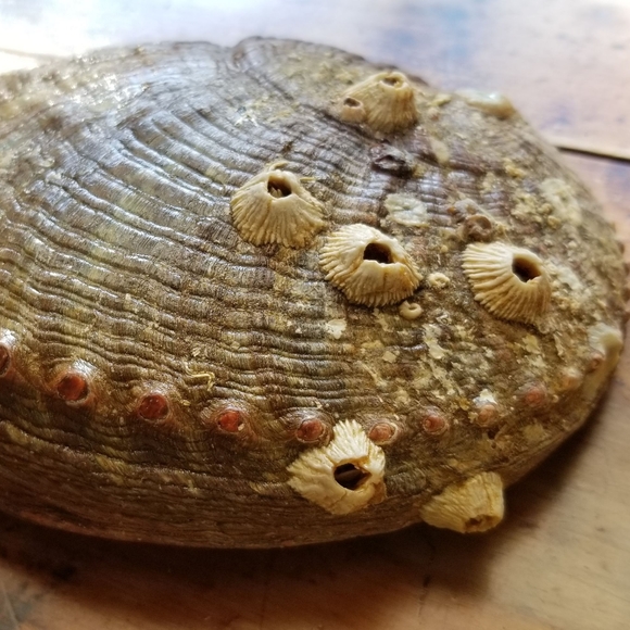 Large Abalone Shell-Great for home office or studio decor😍 - Picture 4 of 16